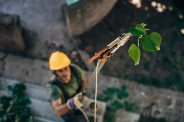 Best Tree Risk Assessment  in Tangelo Park, FL